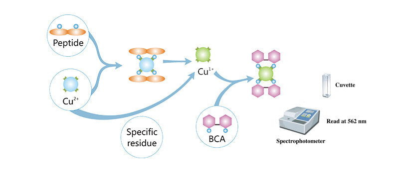Bca Color Development Bicinchoninic Acid (BCA) Protein Assay Kit – GenDEPOT
