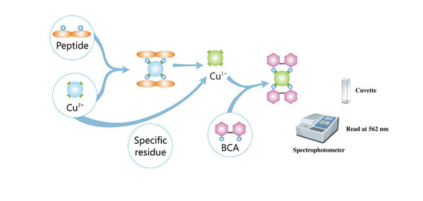 Bicinchoninic Acid (BCA) Protein Assay Kit