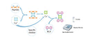 Bicinchoninic Acid Protein Assay Reagent A