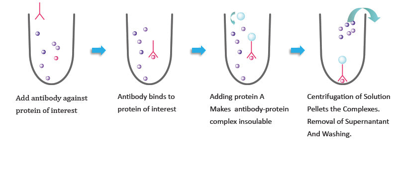 Puredown Protein A-Agarose, BSA-Binding Site Blocked