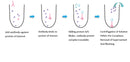 Puredown Protein A/G-Agarose, BSA Blocked