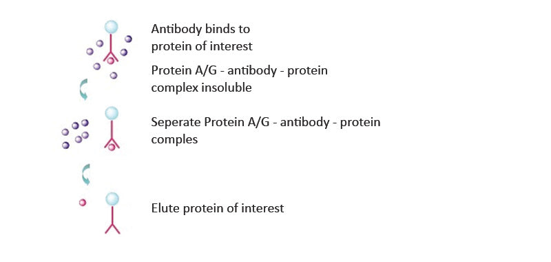 Puredown Protein A/G-Agarose, BSA Blocked