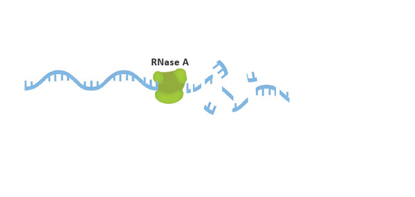 RNase A, Pancreatic, ≥2,500 units per mg dry weight