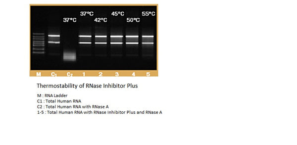 RNase Inhibitor Plus, 20-40 units