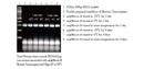 amfiRivert II cDNA Synthesis Master Mix