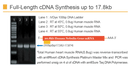 amfiRivert cDNA Synthesis Platinum Master Mix