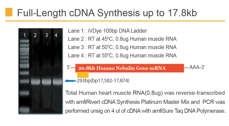 amfiRivert cDNA Synthesis Platinum Master Mix