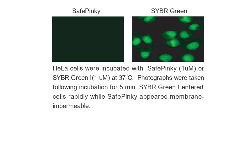 SafePinky DNA Gel Staining Solution 500ml