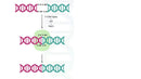 T4 DNA Ligase, 1 Weiss u/㎕