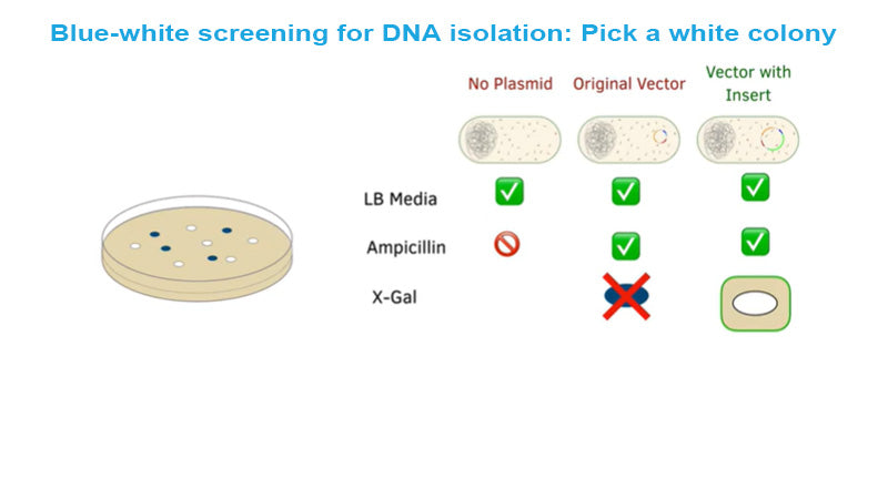 X-Gal/IPTG Solution – GenDEPOT